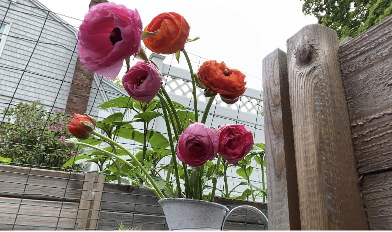 Grow Beautiful Ranunculus Flowers With These Easy Tips - Birchsalt